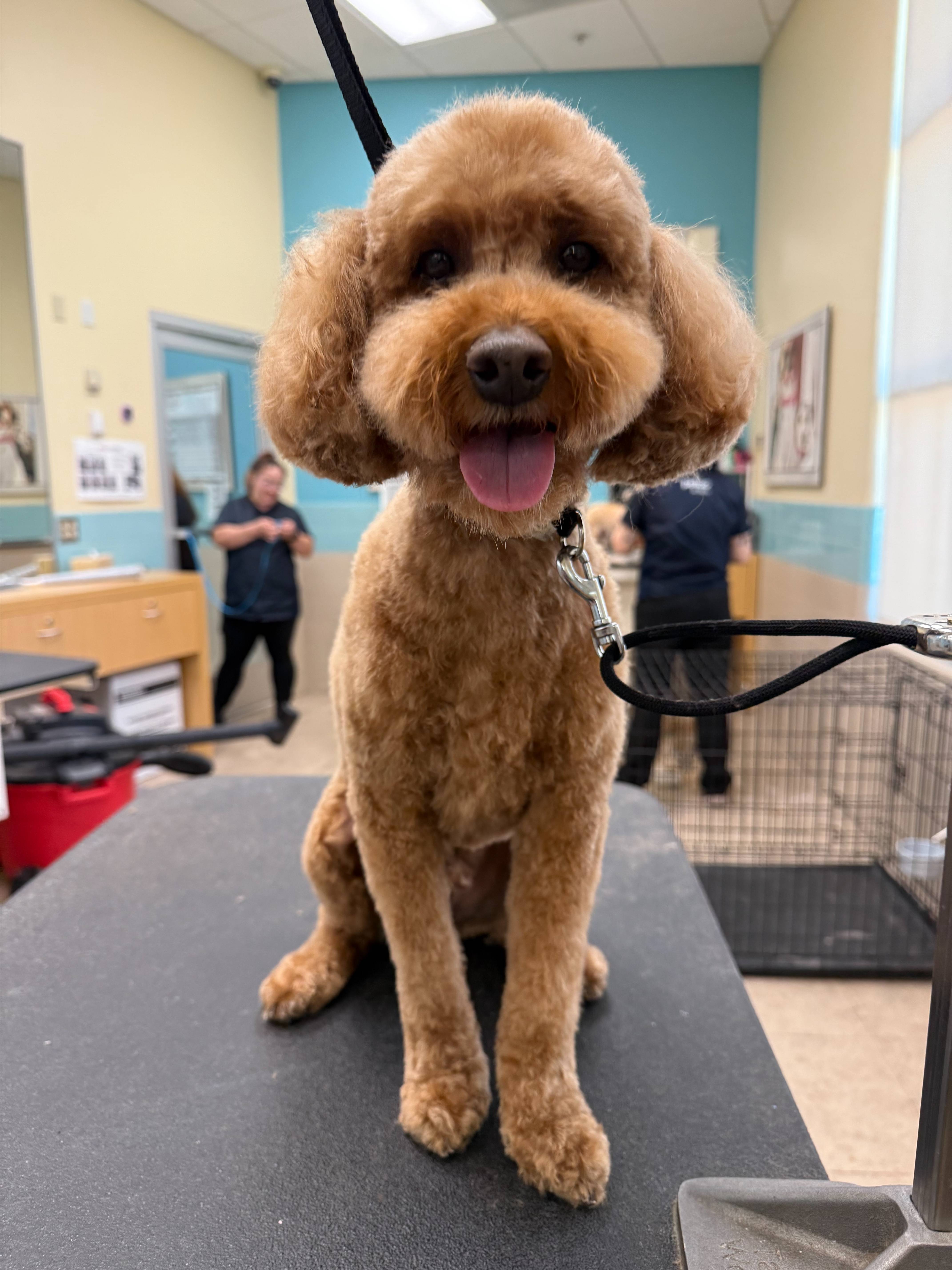Freshly groomed brown cockapoo on the grooming table