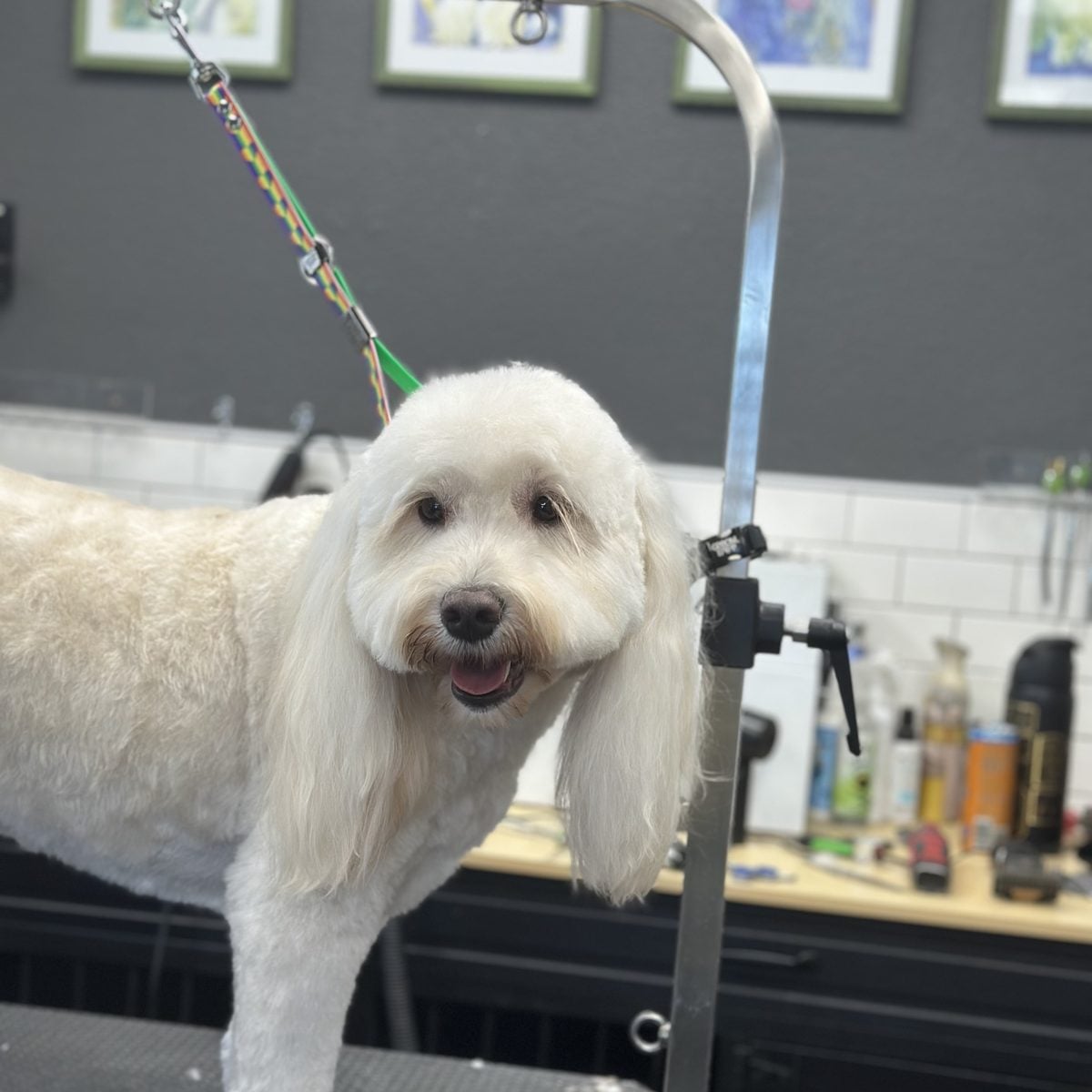 White goldendoodle smiling after a full groom