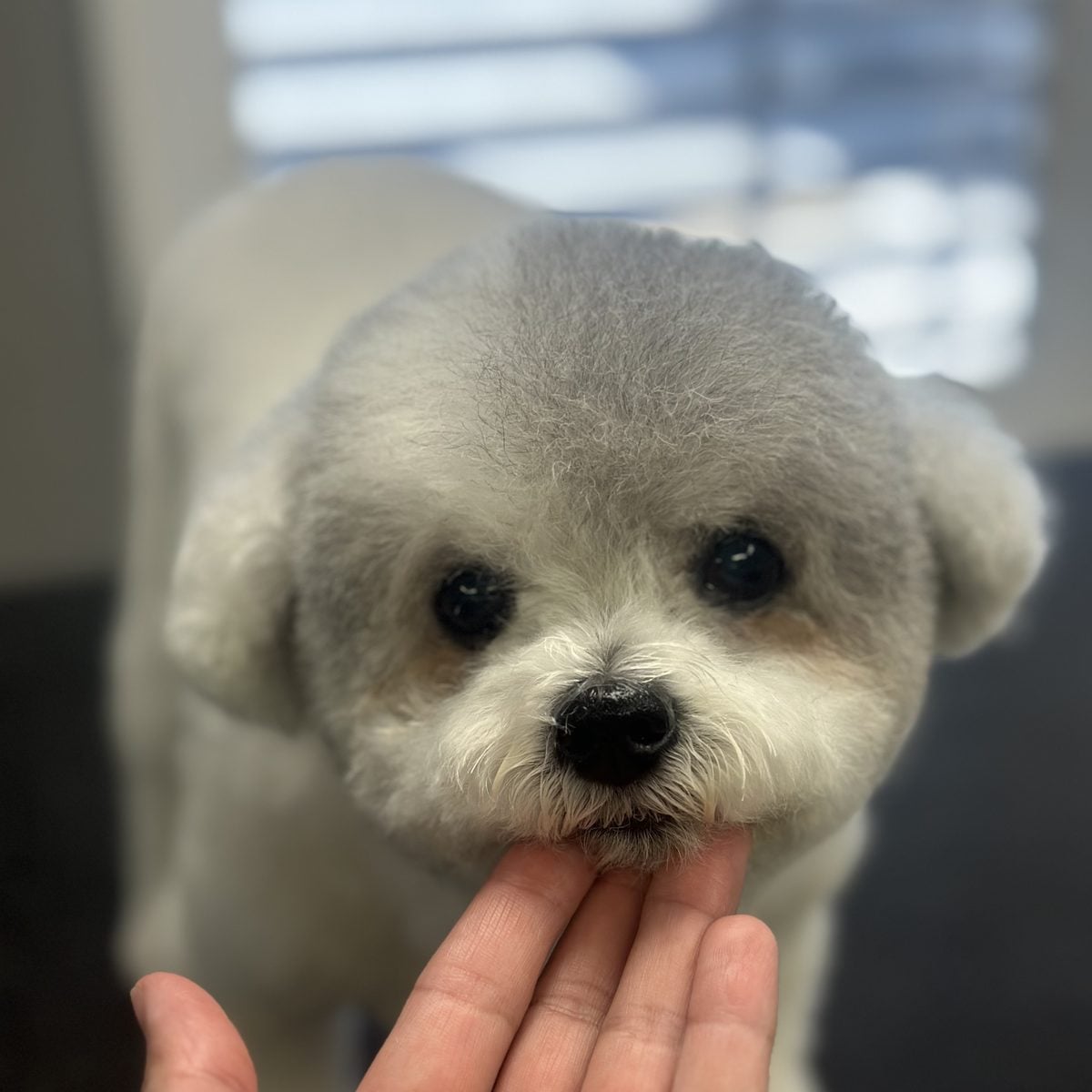 Bichon frise puppy resting its chin on a groomer’s hand