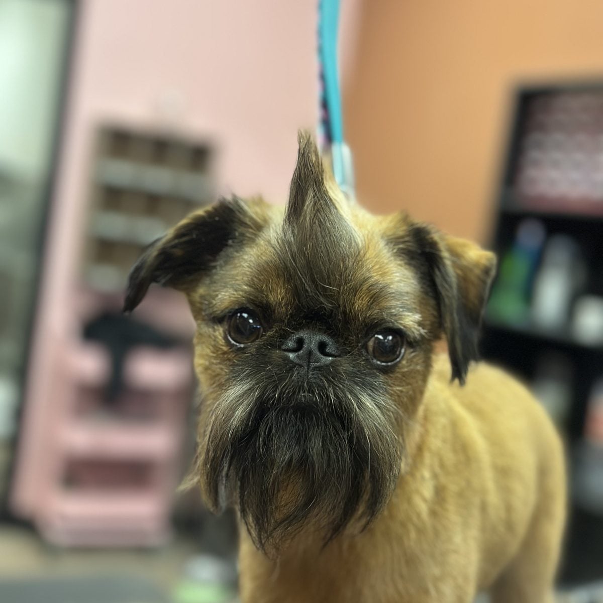 Brussels griffon with a neatly trimmed beard