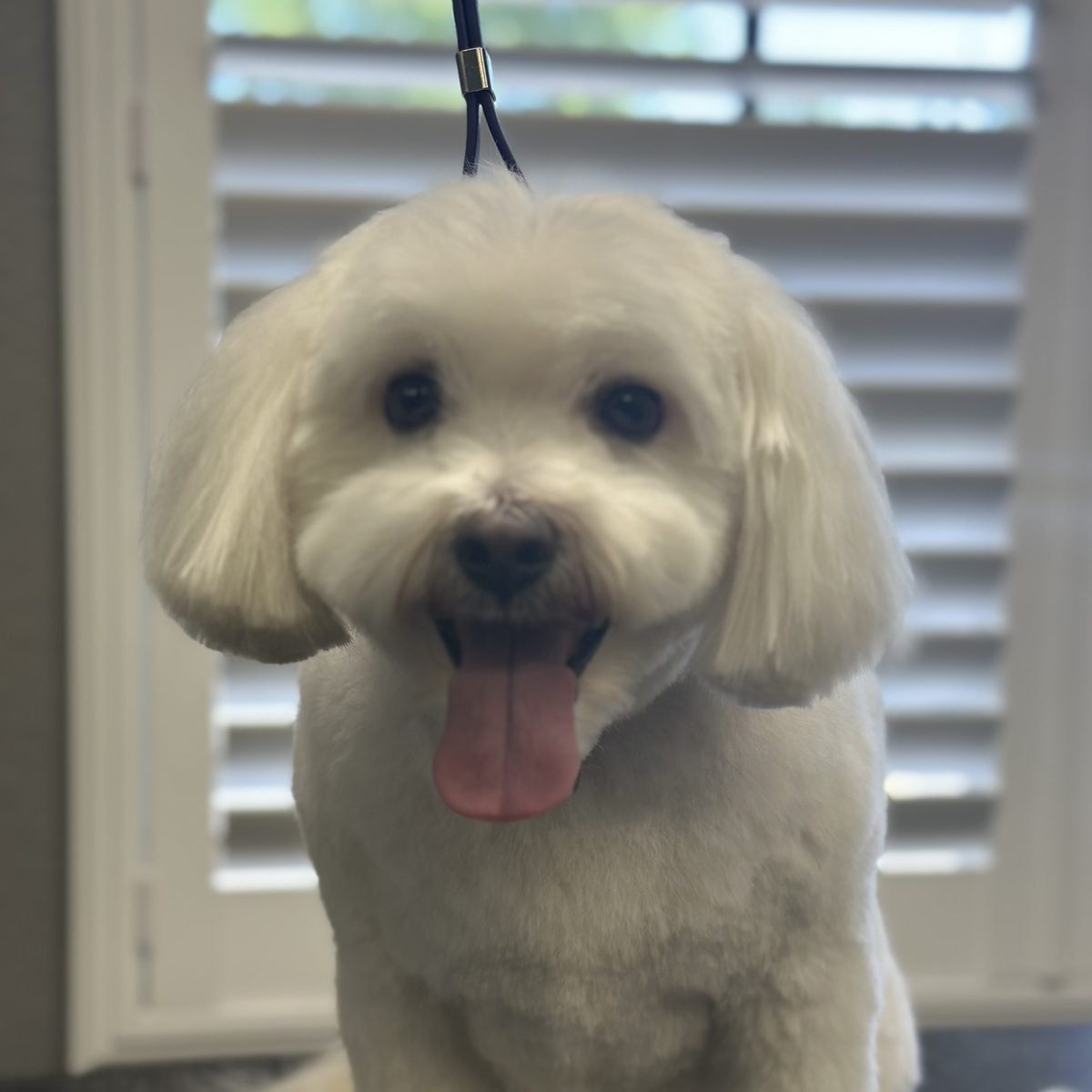 White maltese mix with its tongue out
