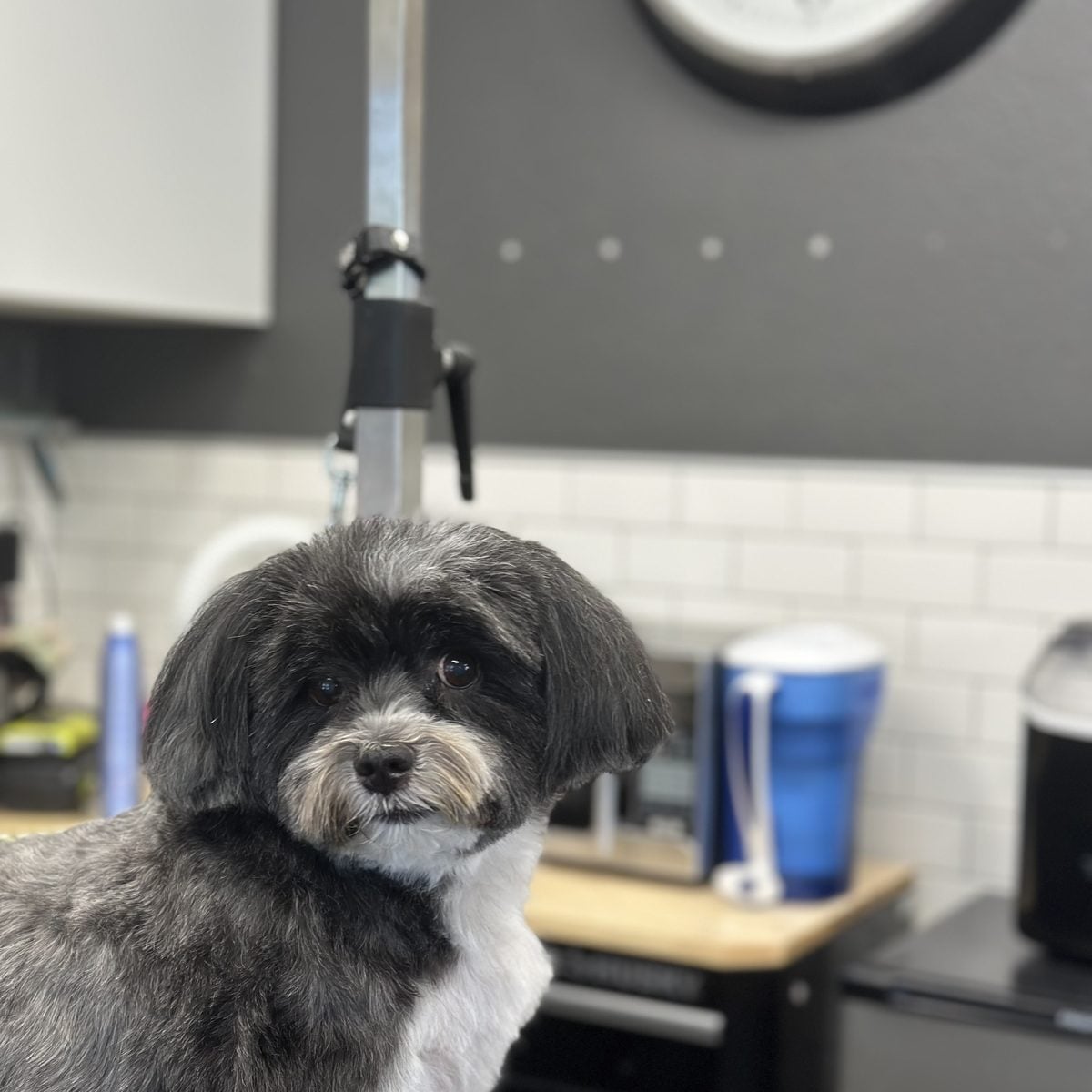 Black and white shih tzu mix after a haircut