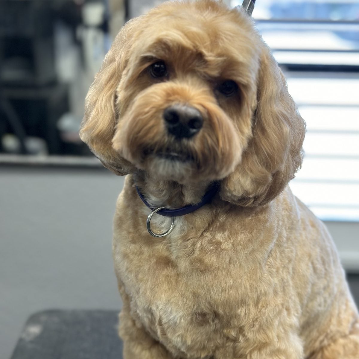 Apricot cockapoo in a soft teddy-bear trim