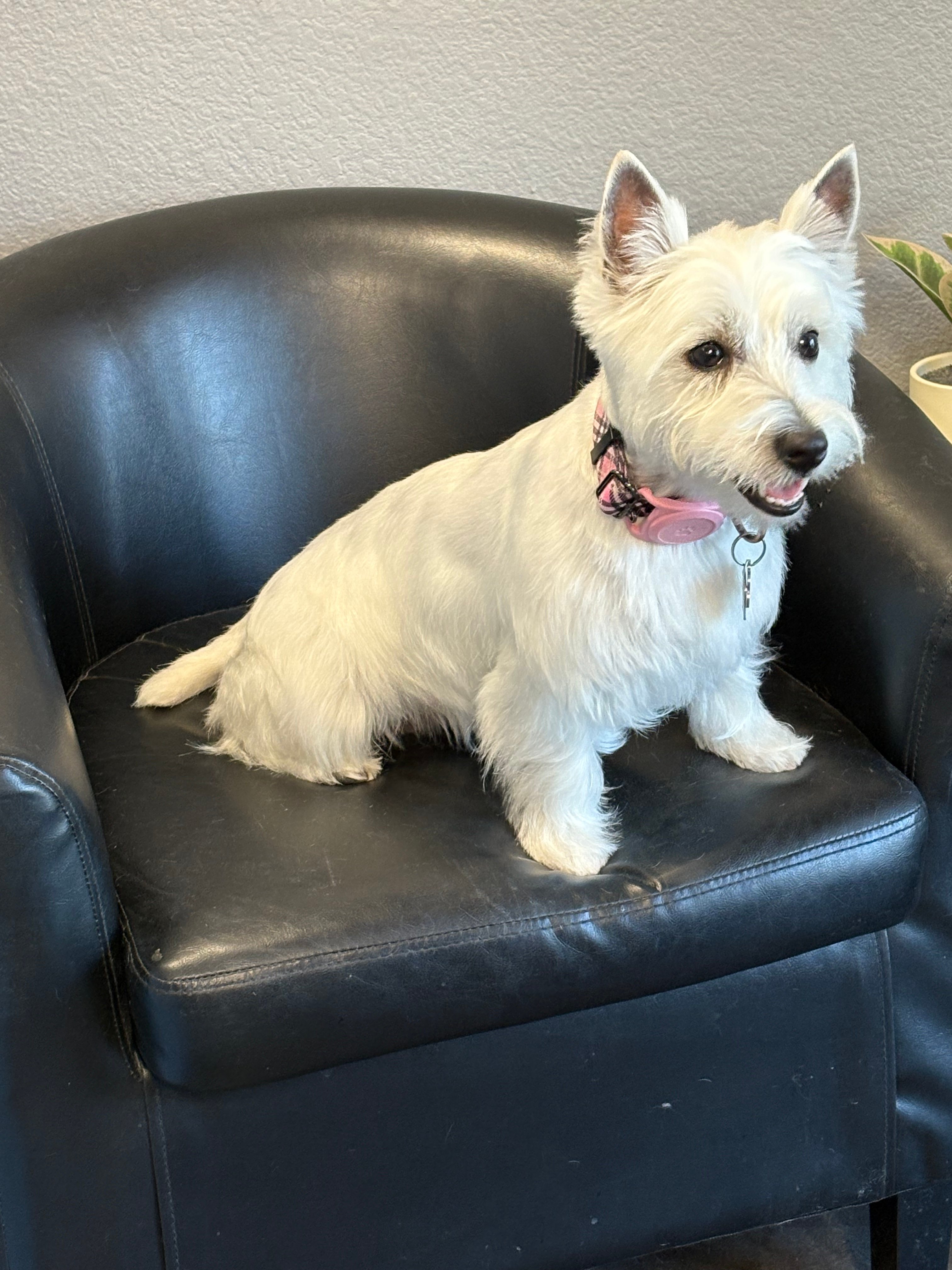 White westie sitting up, looking at the camera