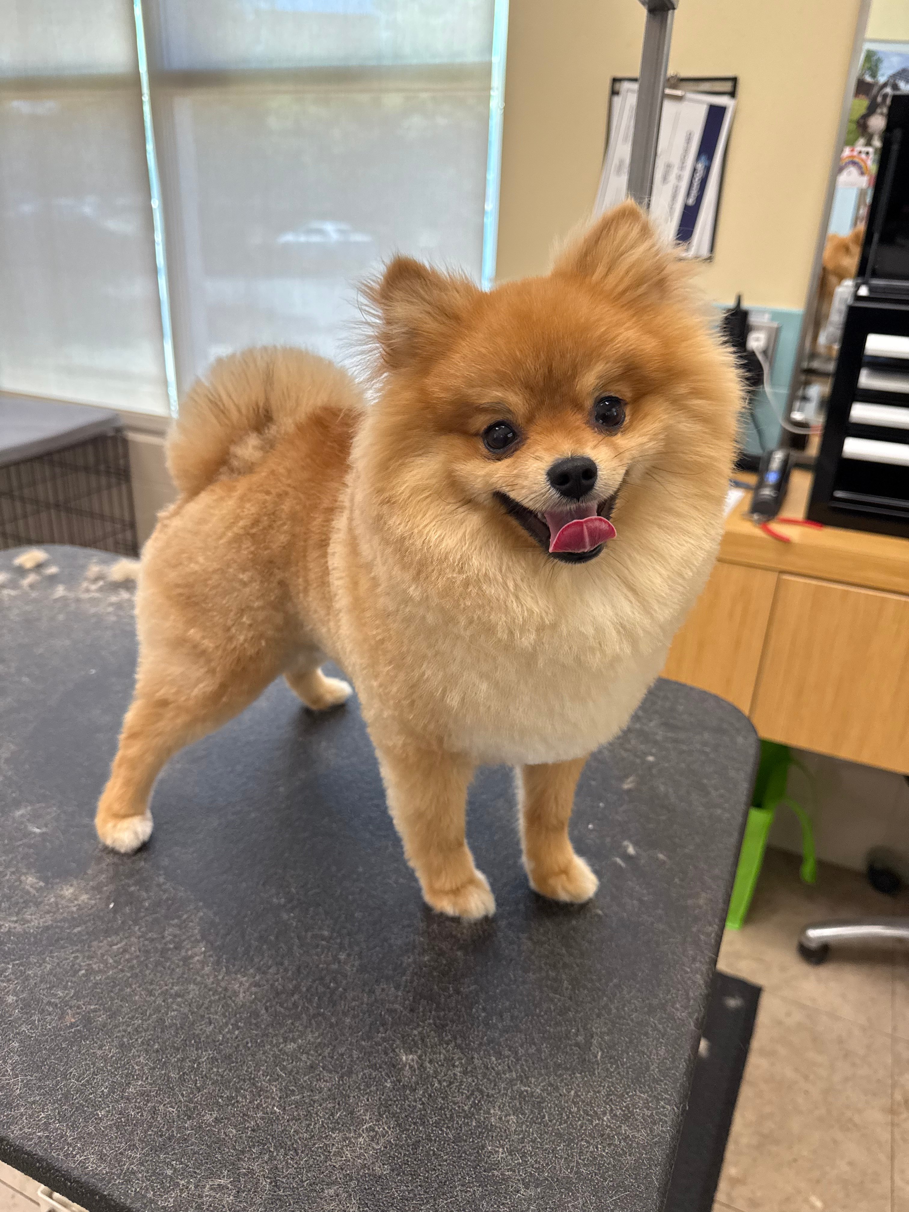 Fluffy orange pomeranian fresh from a groom