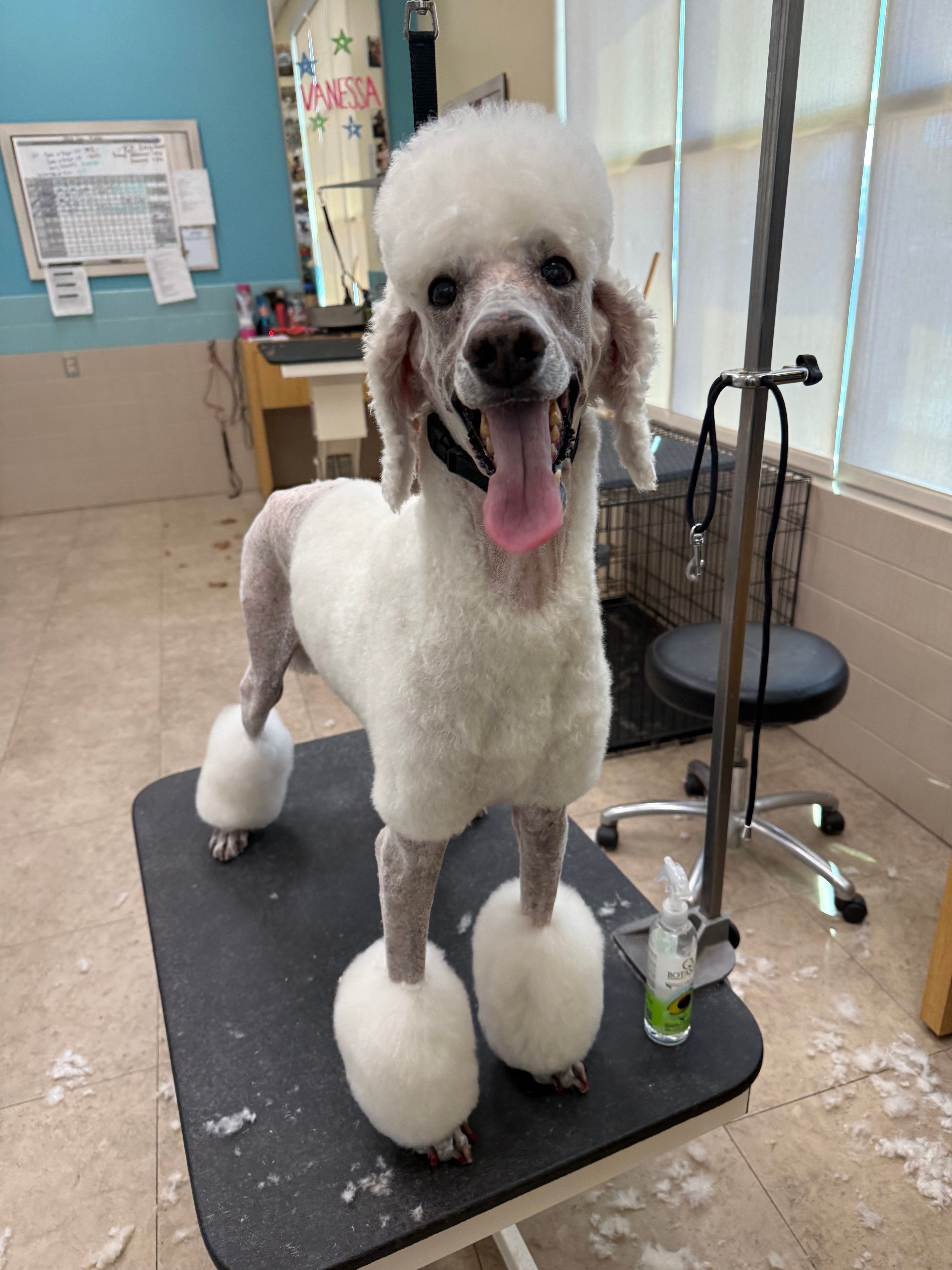 Standard poodle with a breed-specific cut