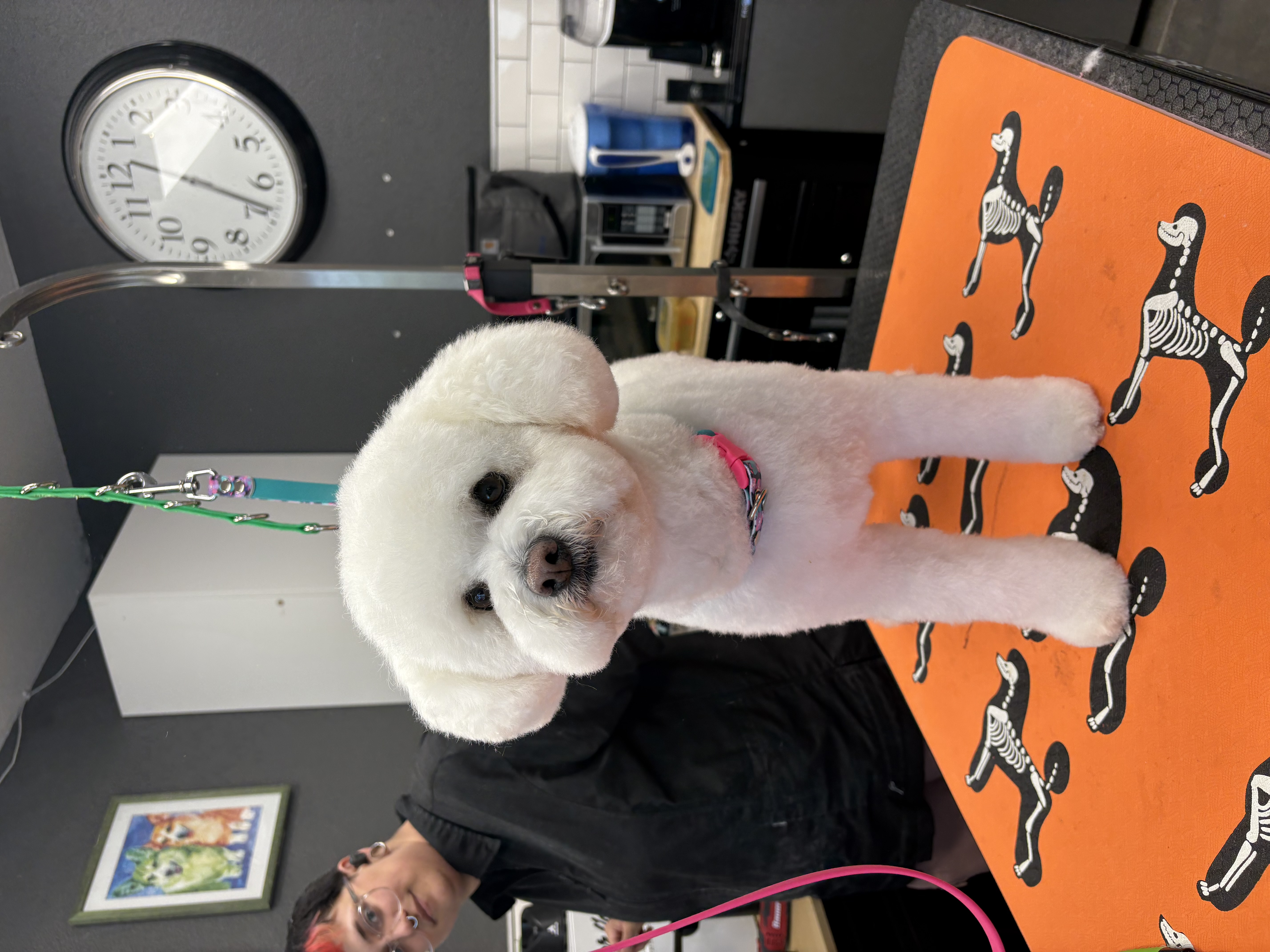 Bichon frise after a full groom
