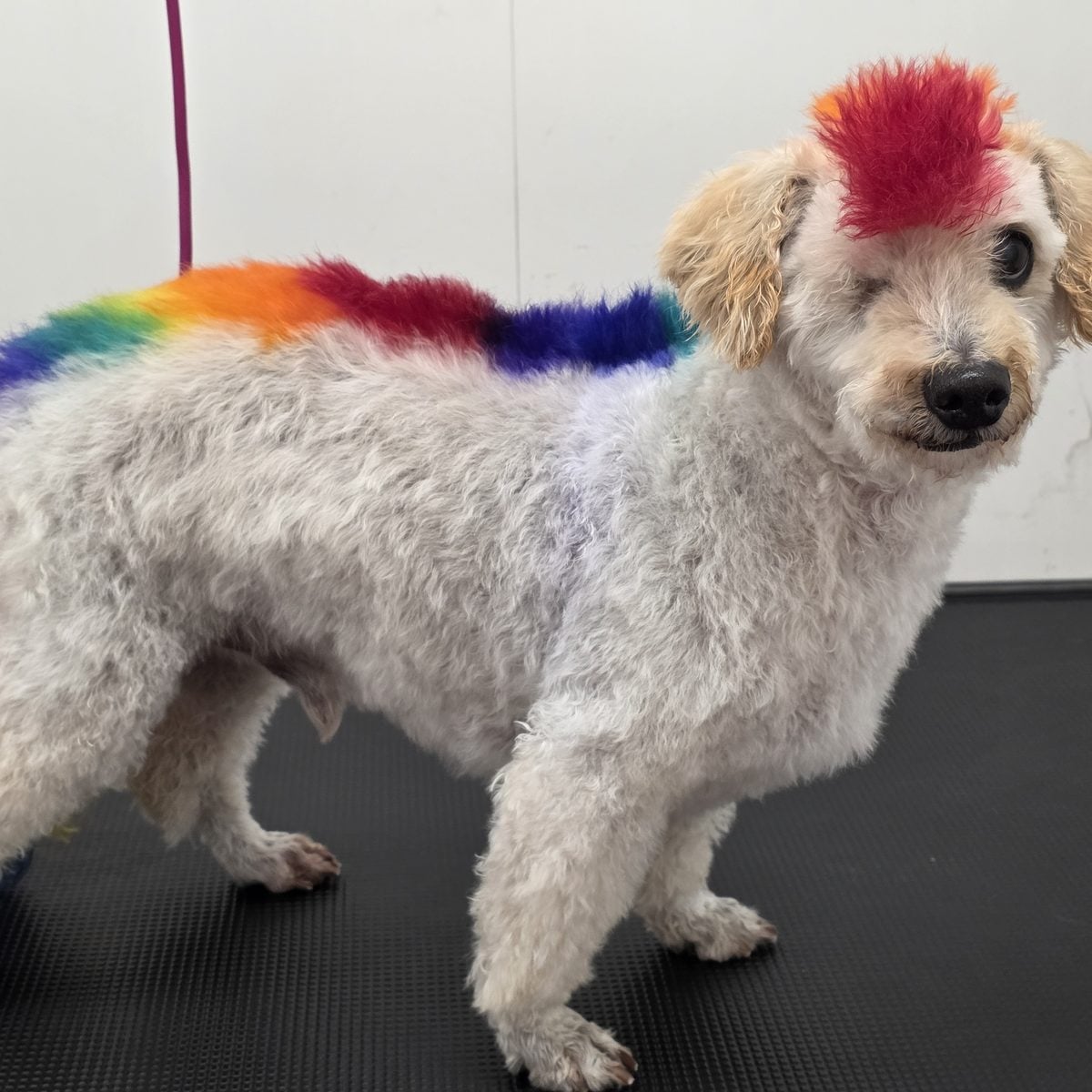 White poodle mix with a rainbow-dyed mane and red mohawk