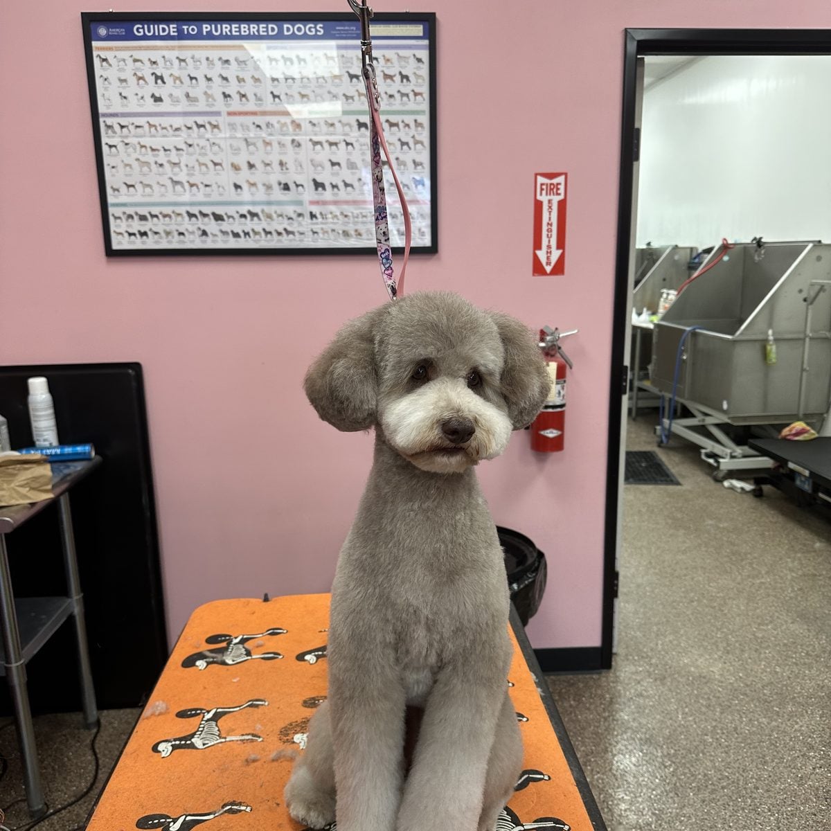Silver poodle mix sitting on the grooming table