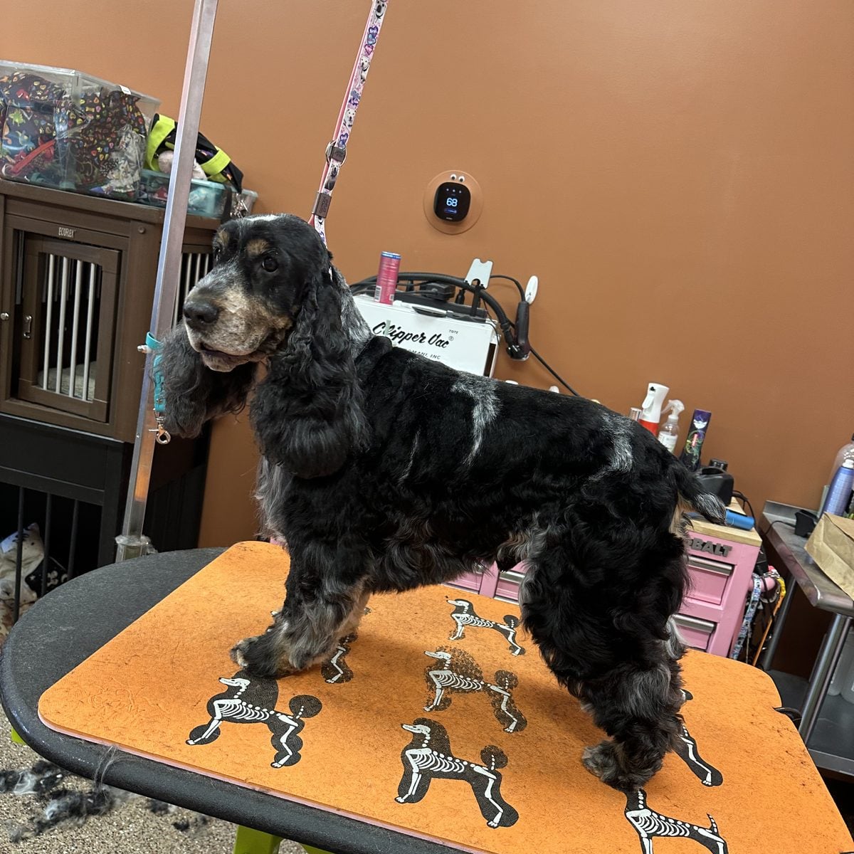 Black cocker spaniel standing in profile after a full groom