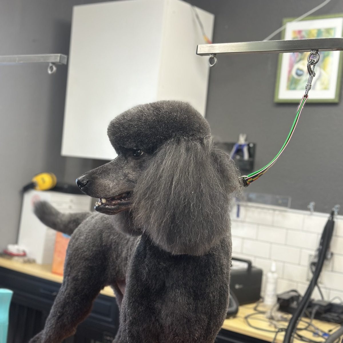 Grey standard poodle with a classic topknot