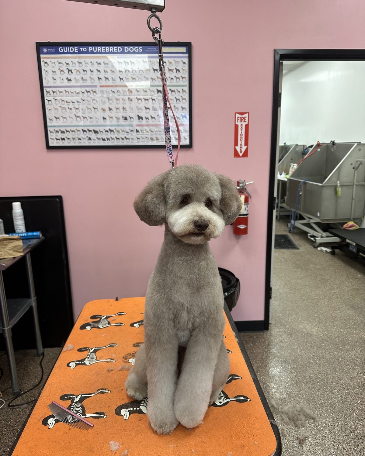 Silver poodle mix sitting on the grooming table after a full groom