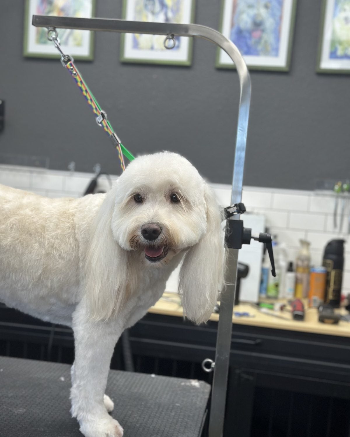 White goldendoodle smiling after a full groom