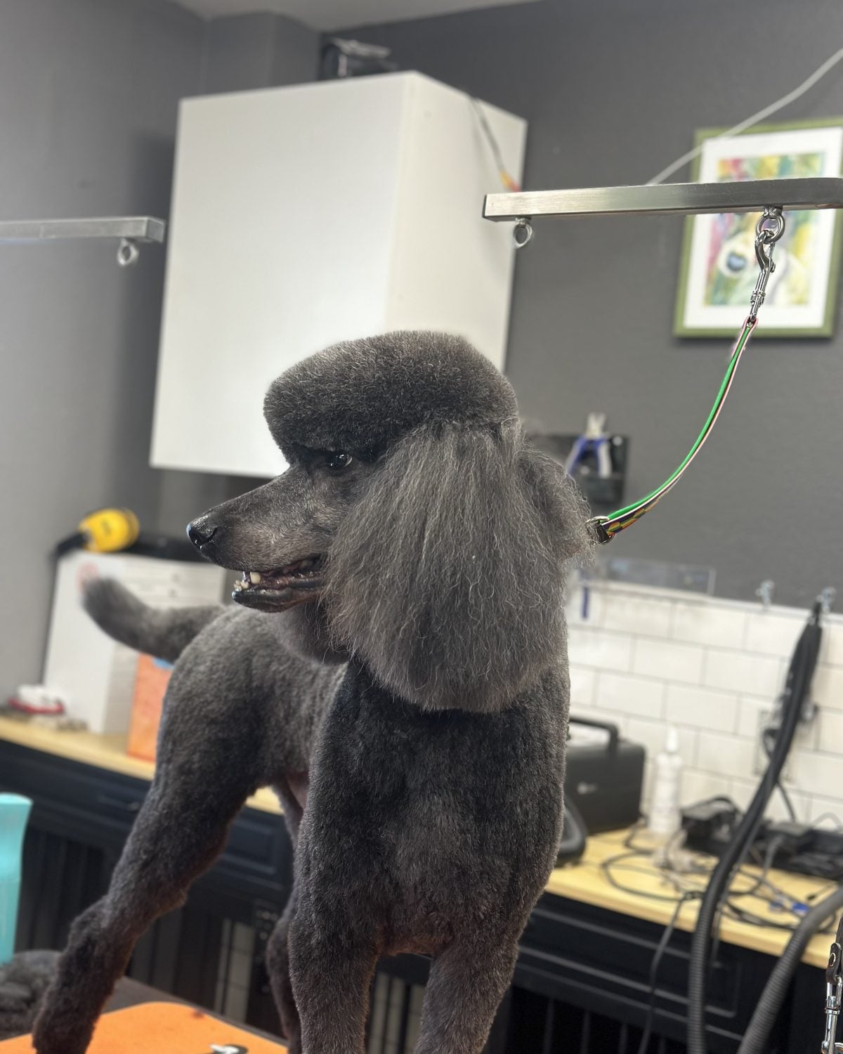 Grey standard poodle with a classic topknot