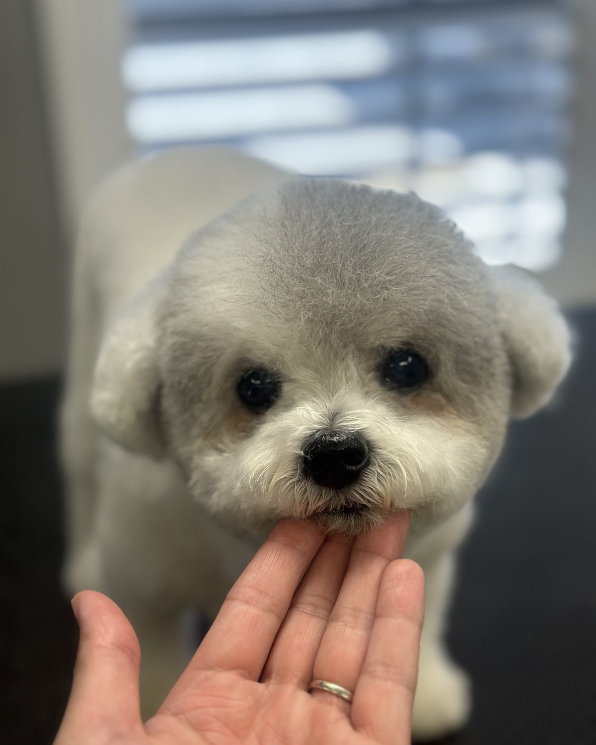 Bichon frise puppy resting its chin on a groomer&rsquo;s hand