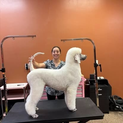 Groomer posing with a freshly styled standard poodle at Rocklin Pet Spa